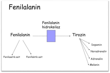 Fenilalanin içeriği hakkında bir grafik