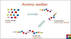 amino asitler ile ilgili bir şema