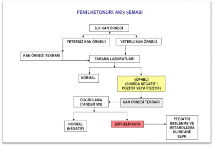 Fenileketonüri akış şeması detayları