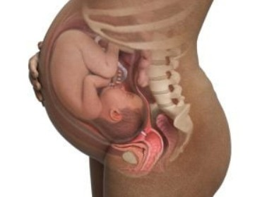 bir kadının rahmini gösteren görsel. Bebek içerde, anne göbeğini eli ile tutmakta.