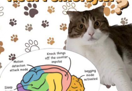 Bir kedi ve önünde çizimden bir beyin bulunmakta. Kedinin davranışlarından bahsedilmekte.