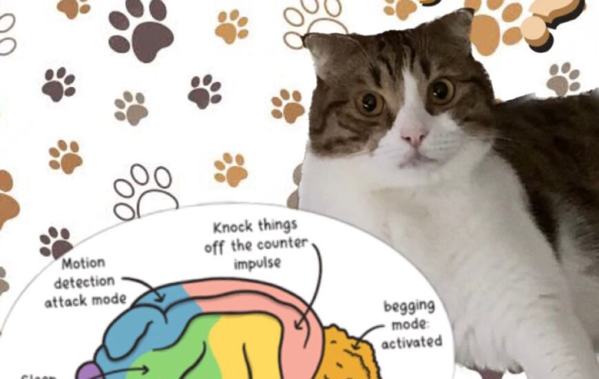 Bir kedi ve önünde çizimden bir beyin bulunmakta. Kedinin davranışlarından bahsedilmekte.