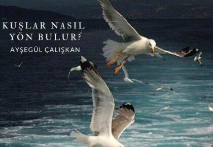 Kuşlar nasıl yön bulur? Ayşegül Çalışkan yazmakta. Görselde iki tane martı denize doğru atak yapmakta.