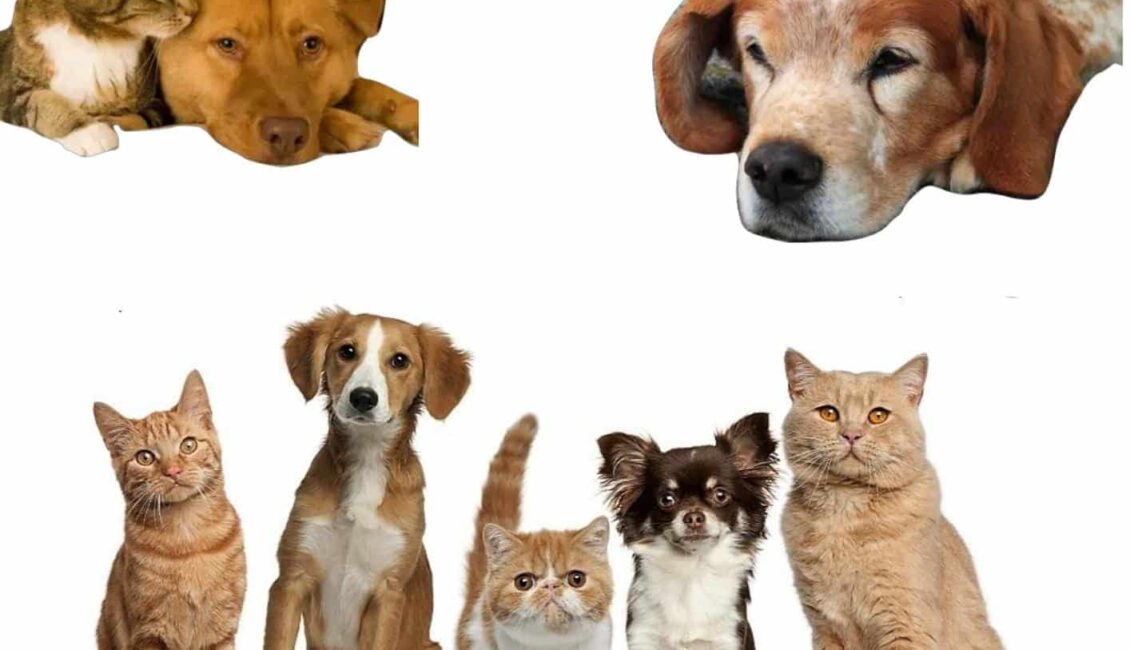 Epilepsi yazmakta. Altındaki sol üstte bir köpek ve kedi sarılarak uzanmakta. Sağ üstte yer alan köpek yatmakta. bi altta 3 kedi, 2 köpek bulunmakta. Sol altta kedi ve köpeklerde epilepsi sebepleri, nöbet hastalık mıdır yoksa semptom mudur?; sağ altta ise nöbet esnasında yapmamız gerekenler ve epilepsi tedavisi için kullanılan ilaçlar yazmaktadır.