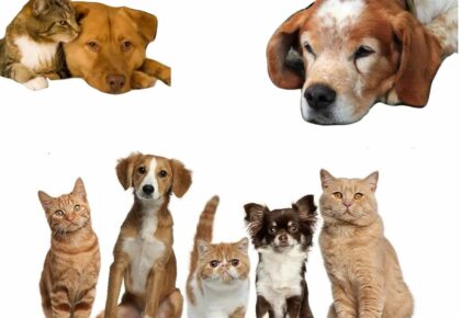 Epilepsi yazmakta. Altındaki sol üstte bir köpek ve kedi sarılarak uzanmakta. Sağ üstte yer alan köpek yatmakta. bi altta 3 kedi, 2 köpek bulunmakta. Sol altta kedi ve köpeklerde epilepsi sebepleri, nöbet hastalık mıdır yoksa semptom mudur?; sağ altta ise nöbet esnasında yapmamız gerekenler ve epilepsi tedavisi için kullanılan ilaçlar yazmaktadır.