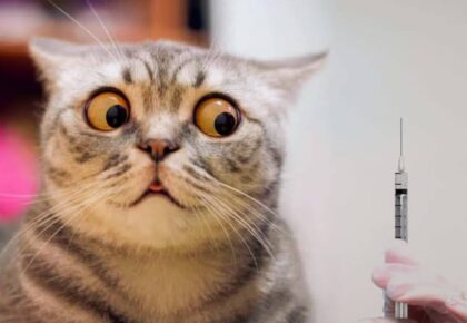 Bir kedi gözleri korkudan açılmış olarak gözükmekte. Sağ tarafında ise veteriner aşı vurmak için iğneyi tutmakta.