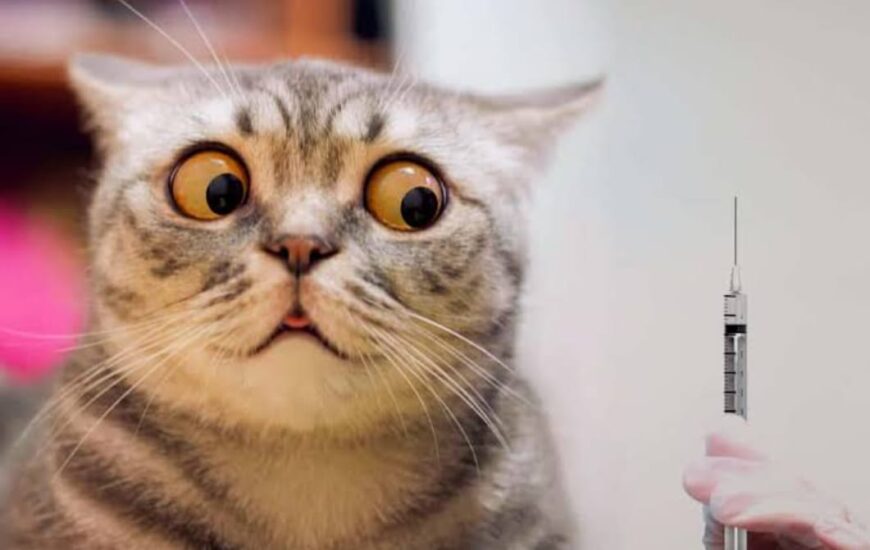 Bir kedi gözleri korkudan açılmış olarak gözükmekte. Sağ tarafında ise veteriner aşı vurmak için iğneyi tutmakta.