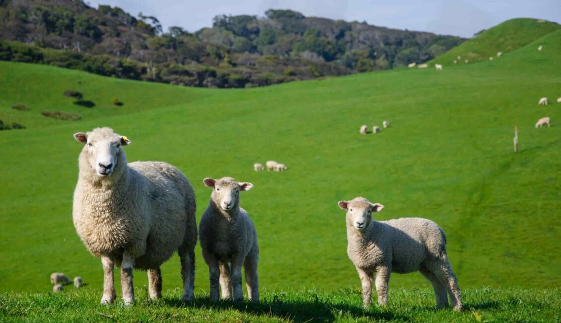 Açık alanda yeşil bir arazide koyunlar otlamakta. Ön planda ise 1 koyun 2 kuzu gözükmekte.
