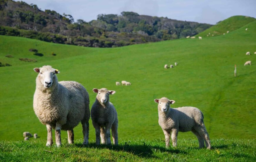 Açık alanda yeşil bir arazide koyunlar otlamakta. Ön planda ise 1 koyun 2 kuzu gözükmekte.